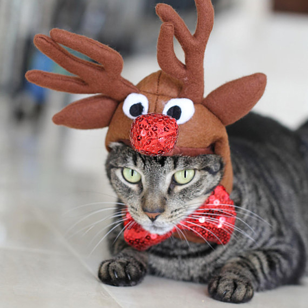 reindeer pet costume
