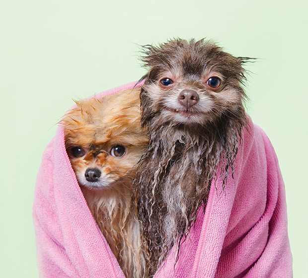 wet dogs