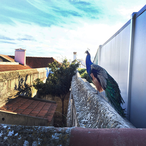Lisbon peacock