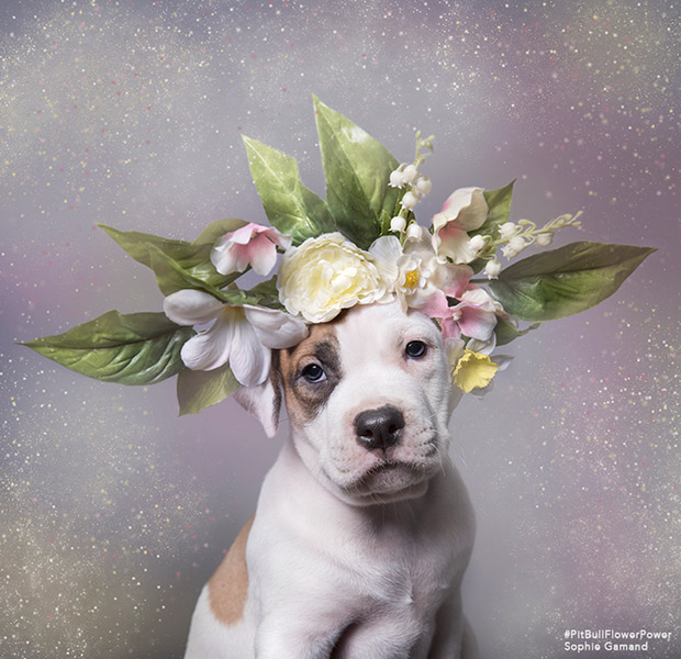 sophie gamand pitbull flower power