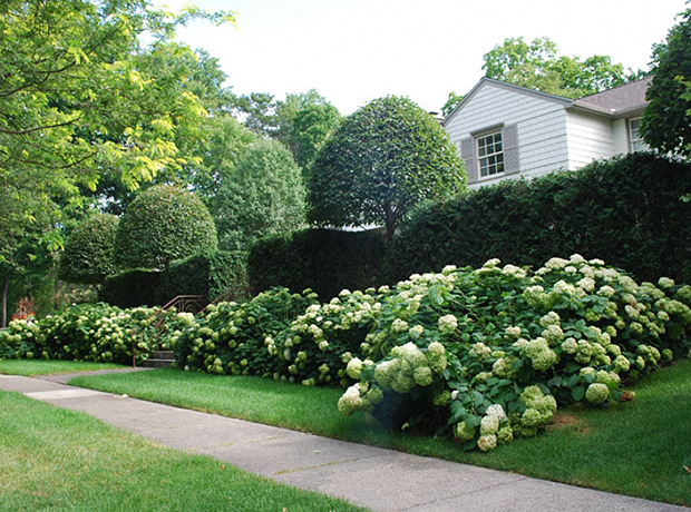 outdoor garden hydrangeas