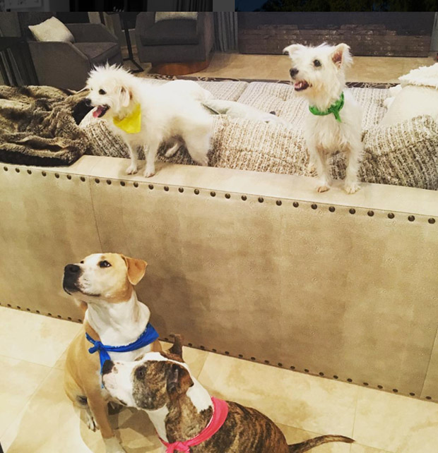 kaley cuoco's dogs