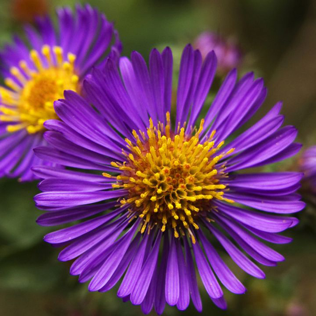 New-England-Aster