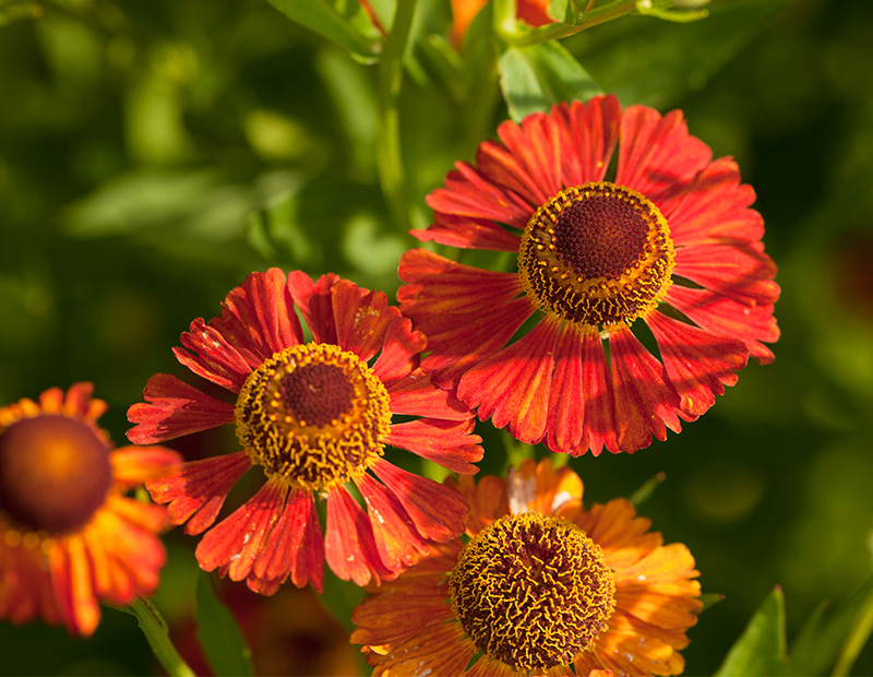 Why These 10 Bee-Friendly Plants Are Important For Your Garden - House