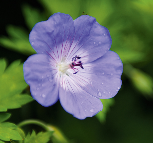 geranium